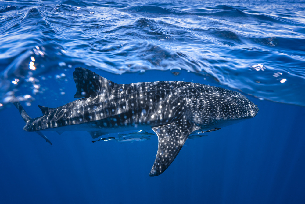 Whale shark : The biggest fish of the world de Barathieu Gabriel