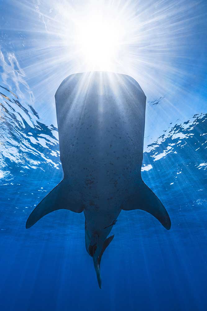 Whale shark and sun de Barathieu Gabriel
