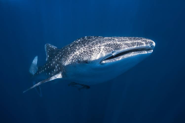 Whale Shark de Barathieu Gabriel