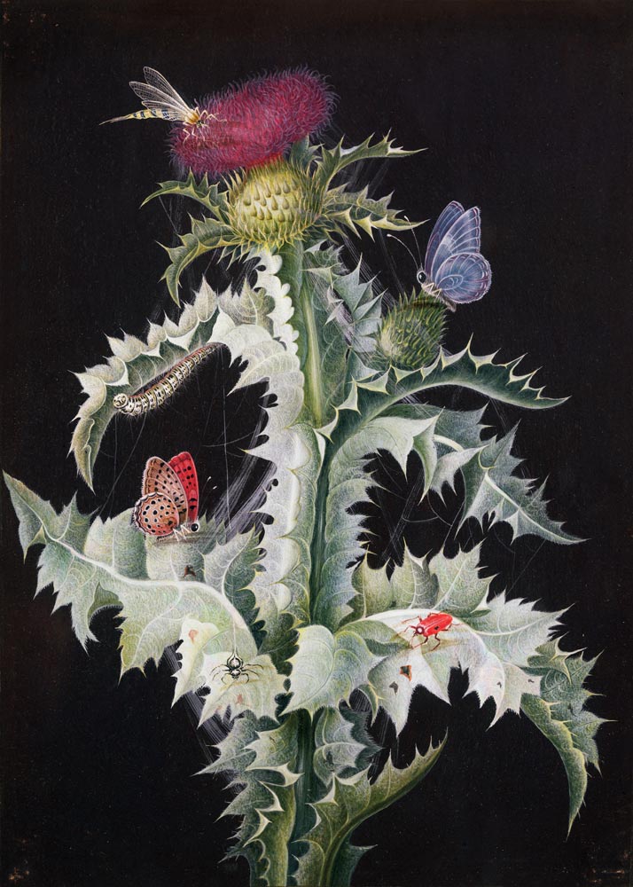 A Study of a Thistle with Insects de Barbara Regina Dietzsch