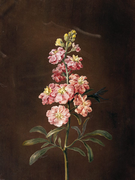 Eine rosa Garten-Levkkoje. de Barbara Regina Dietzsch