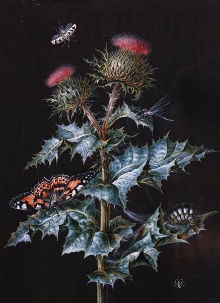 A Study of a Thistle with Insects (gouache) de Barbara Regina Dietzsch