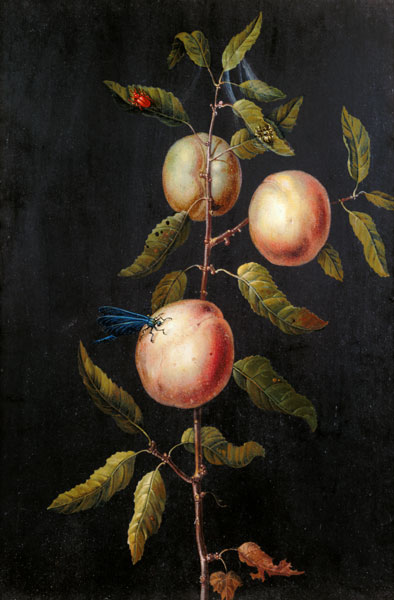 Branch of a Pear Tree de Barbara Regina Dietzsch