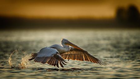 Pelican take off...2