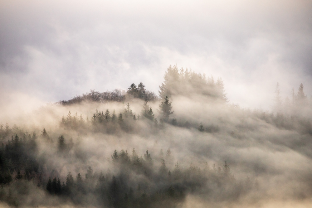Misty forest #3 ... de Barré Thierry