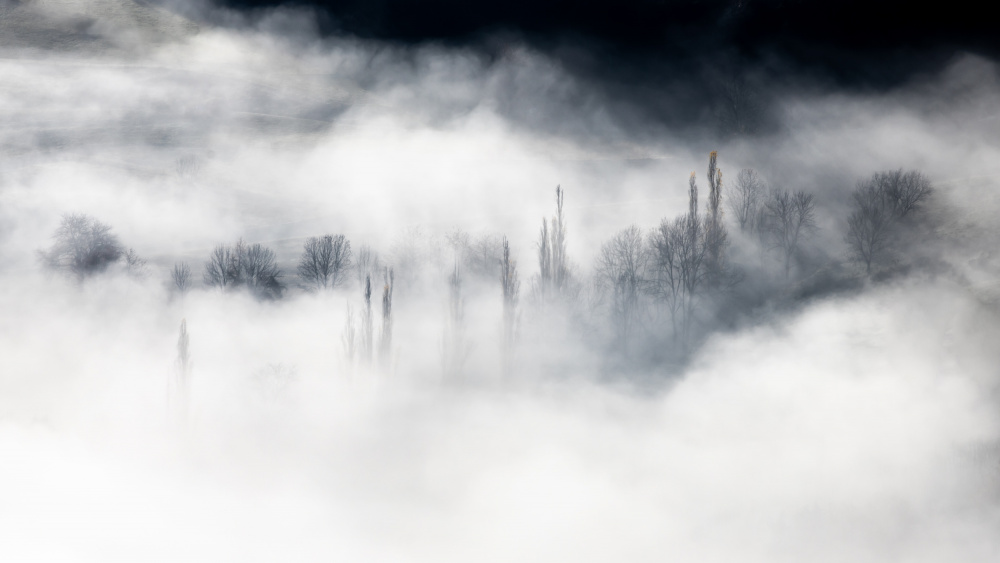Cloud forest ... de Barré Thierry