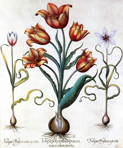 Tulipa Perfica non aperta, Tulipa Polyanthos Pracox de Basilius Besler