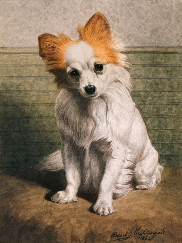 Toy Dog, 1884 (w/c)  de Basil J. Nightingale