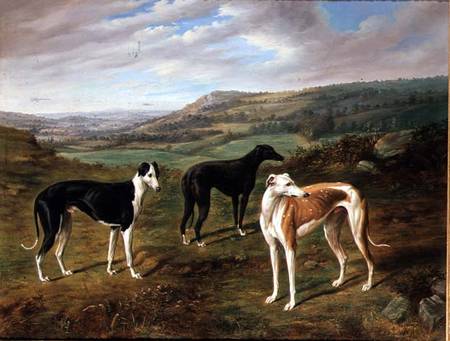 Greyhounds de Benjamin Cam Norton
