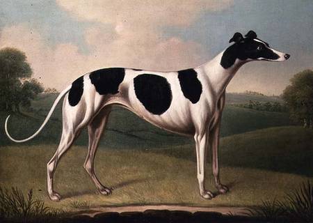 Greyhound de Benjamin Killingbeck