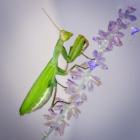 Praying Mantis on Russian Sage