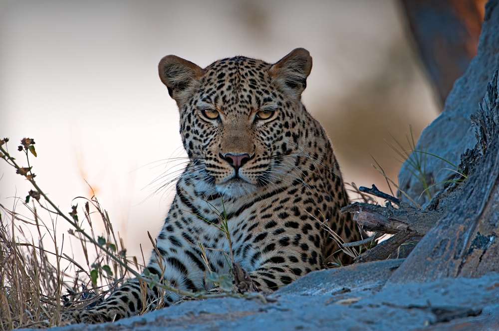 Leopard, Okavango Delta de Benton Murphy