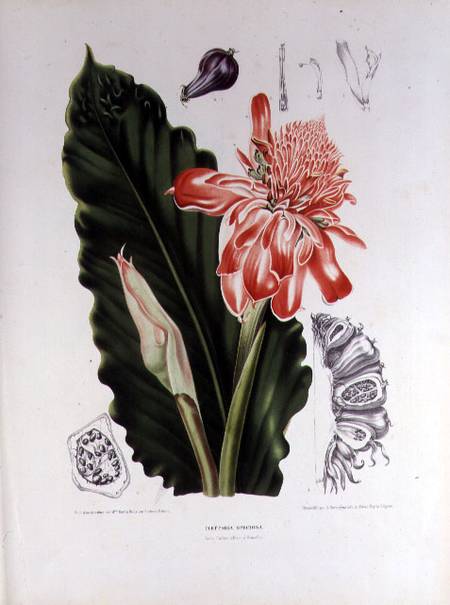 Elettaria Speciosa, illustration from 'Fleurs, Fruits et Feuillage Choises de la Flore et da la Pomo de Berthe Hoola van Nooten