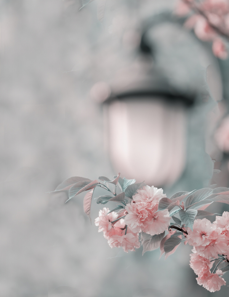 Cherry blossom under street lamp de Betty Liu