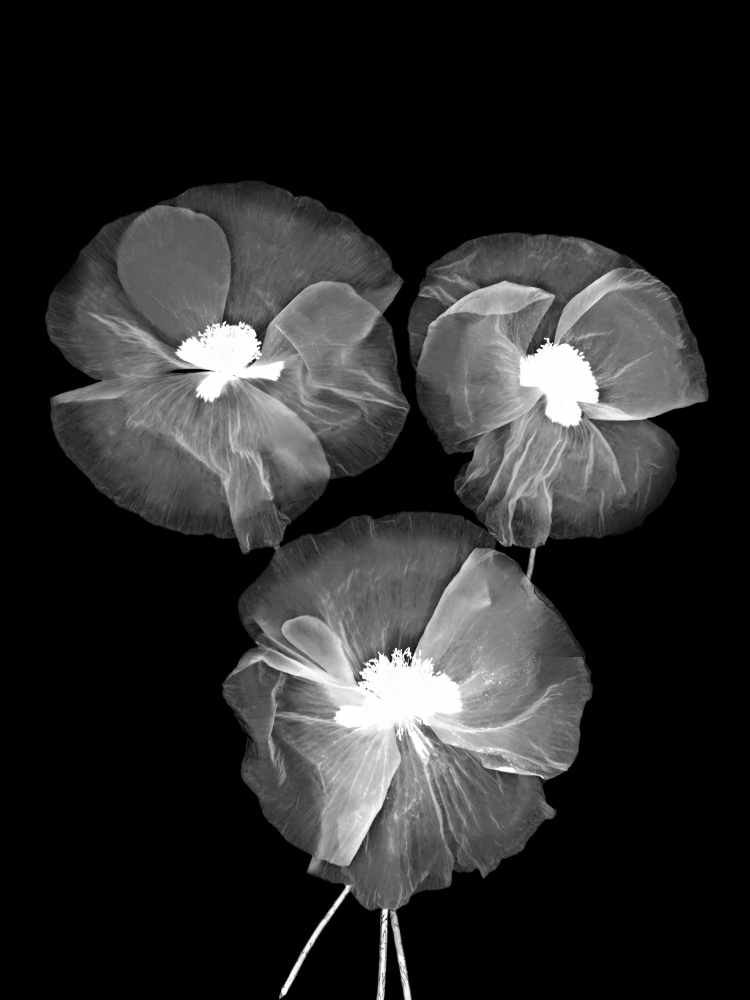 Black and White Delicate Flowers de Bilge Paksoylu