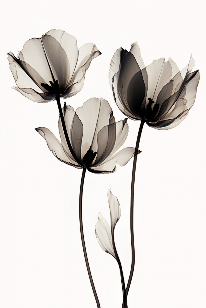 Black Tulips 2 de Bilge Paksoylu
