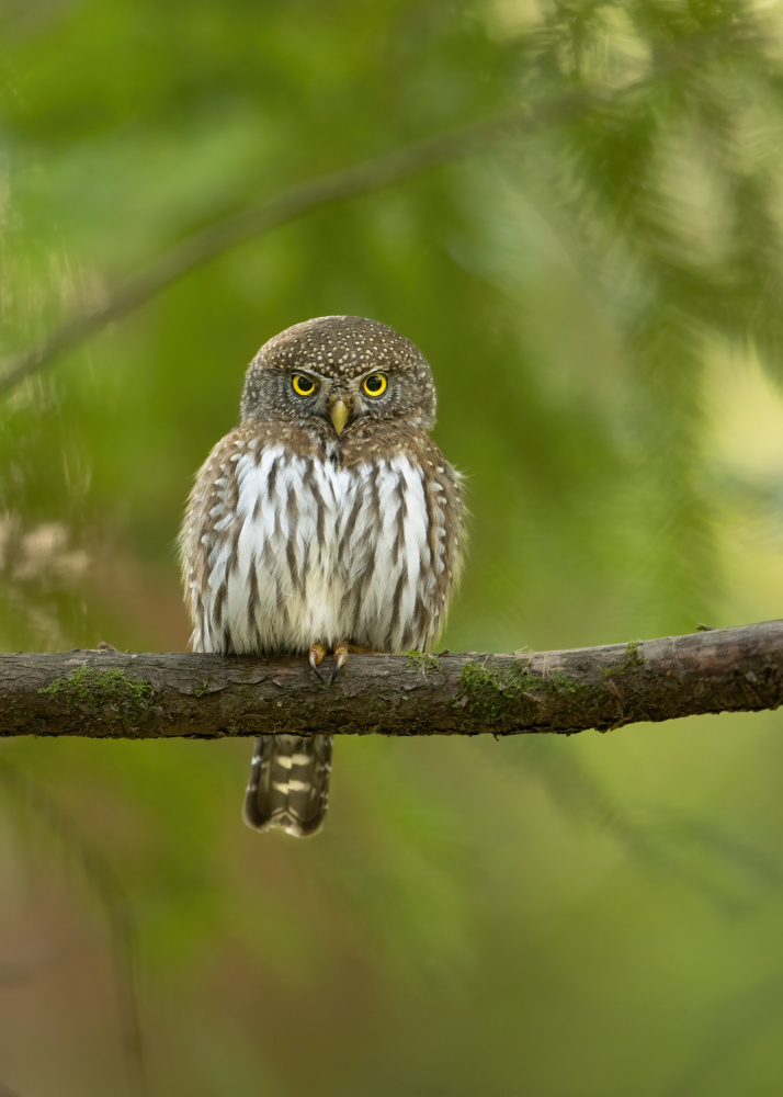 Pygmy Owl de Bill Lu