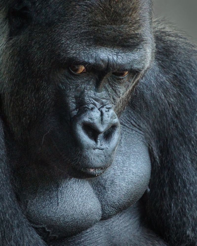 Unhappy Gorilla de Bill Mugg