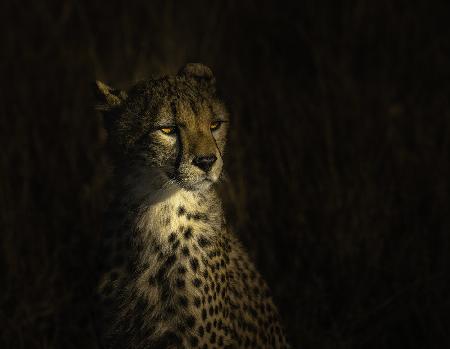 The portrait of a cheetah