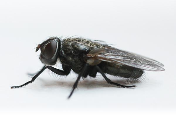 Fliege (Panama)