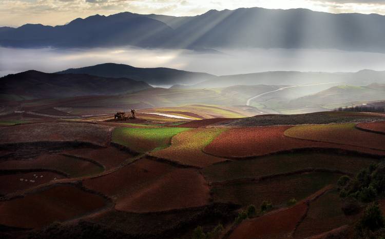 Early Spring On Red Land de BJ Yang