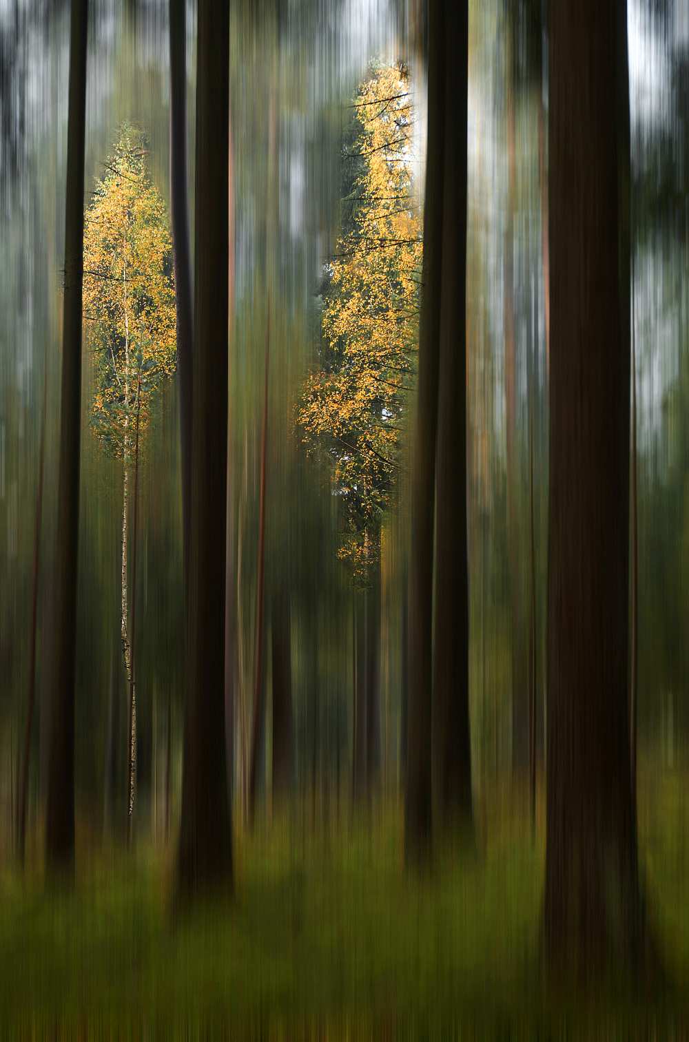 Autumn leaves de Bjorn Emanuelson