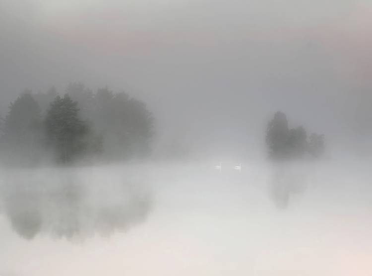 Misty morning de Bjorn Emanuelson