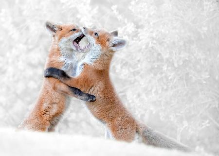 Red Fox Kits playing