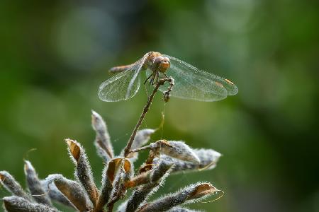 Dragonfly resting on lupine seedpods