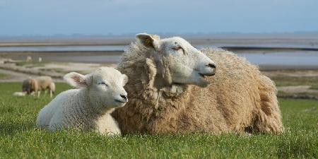 Sheep by the sea - lamb and ewe resting