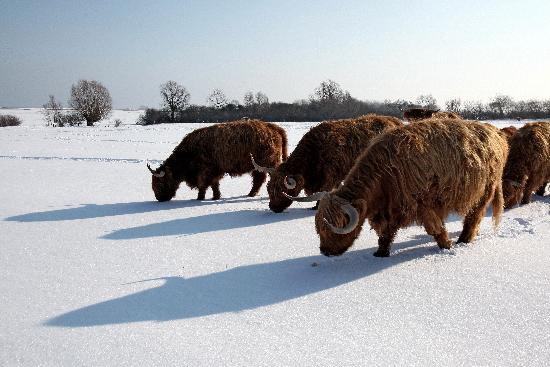 Selbst robuste Highlander hungern im Schnee de Bodo Marks
