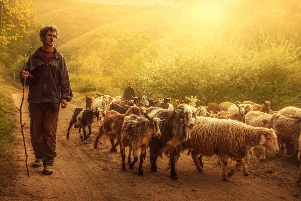 Shepherd de Bojan Dzodan