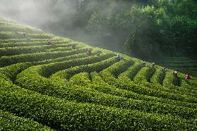 Green Tea Farm