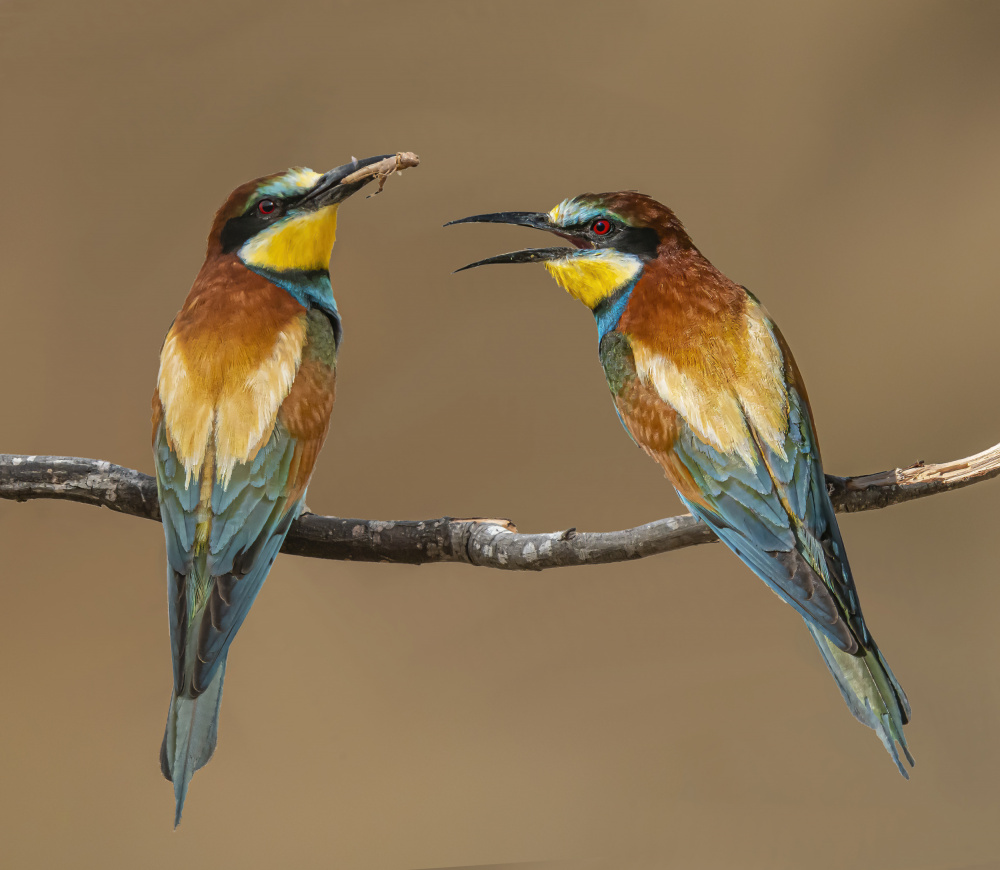 Bee-eaters de Boris Lichtman