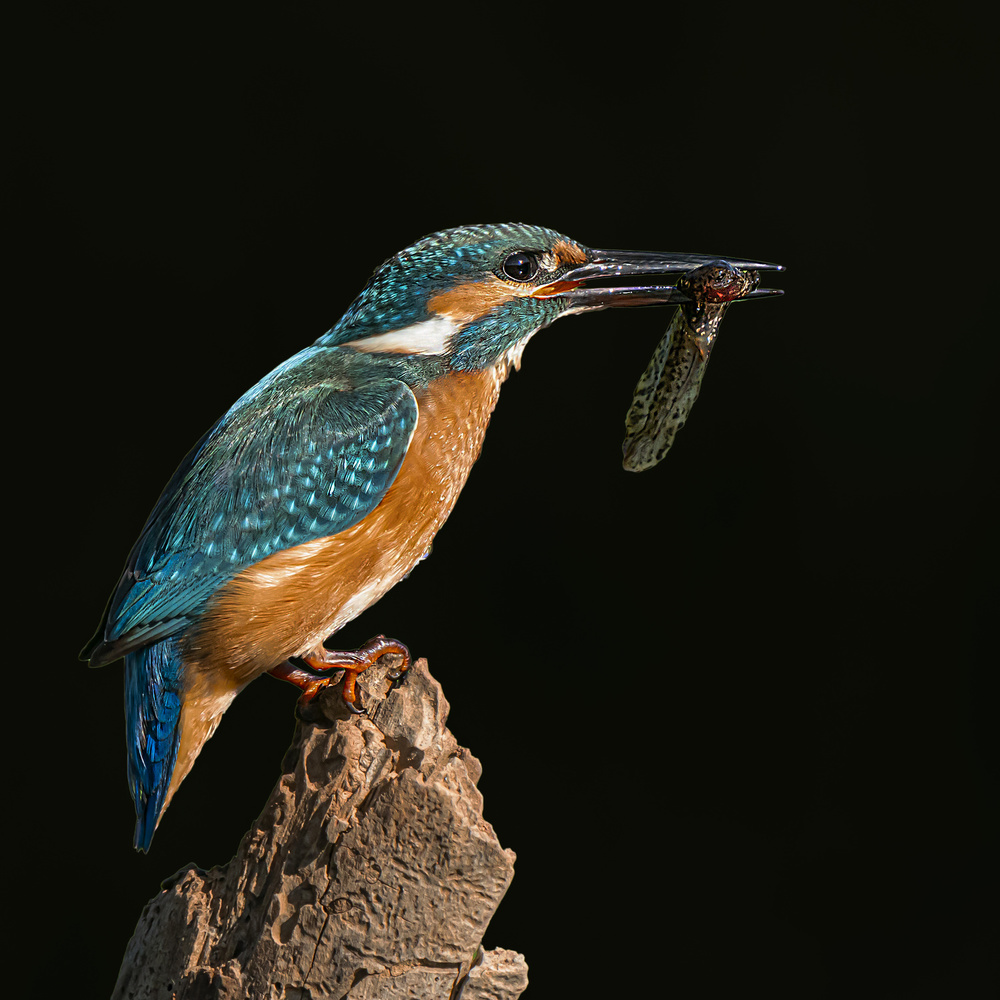 Kingfisher de Boris Lichtman