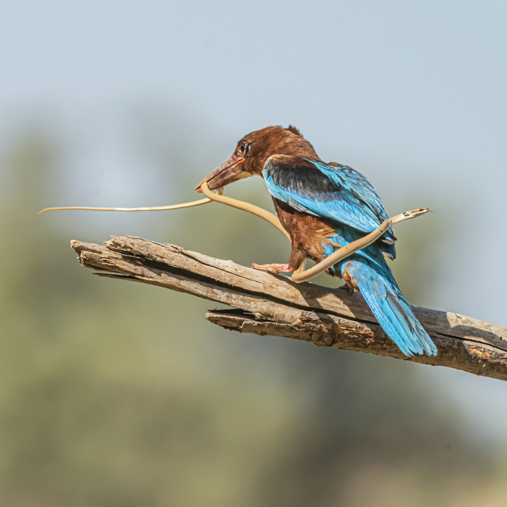 Kingfisher de Boris Lichtman
