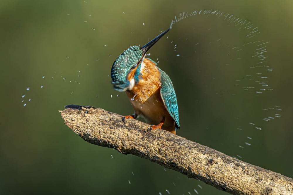 Kingfisher after bathing de Boris Lichtman