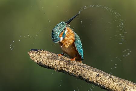 Kingfisher after bathing