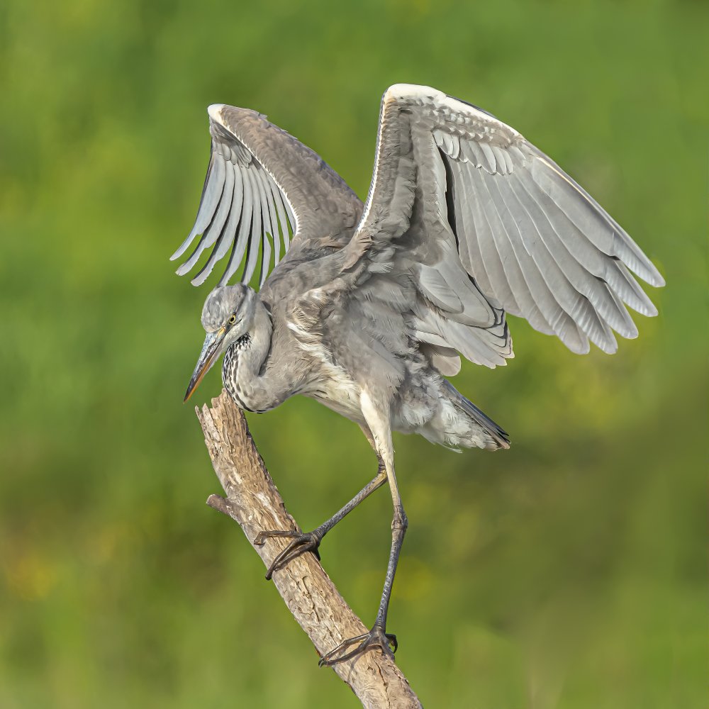 Grey heron de Boris Lichtman