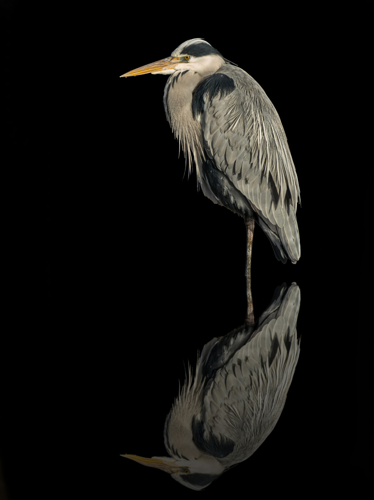 Grey heron in the dark de Boris Lichtman