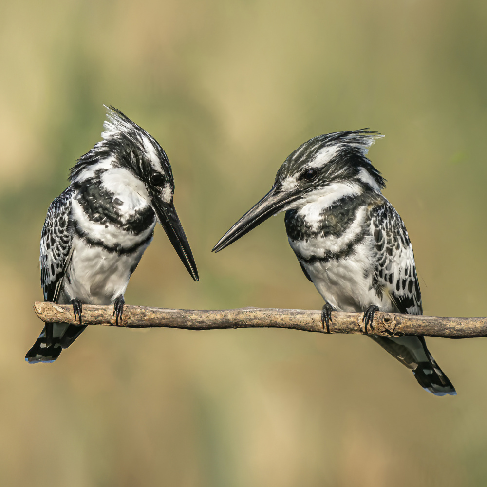 Pied kingfishers de Boris Lichtman