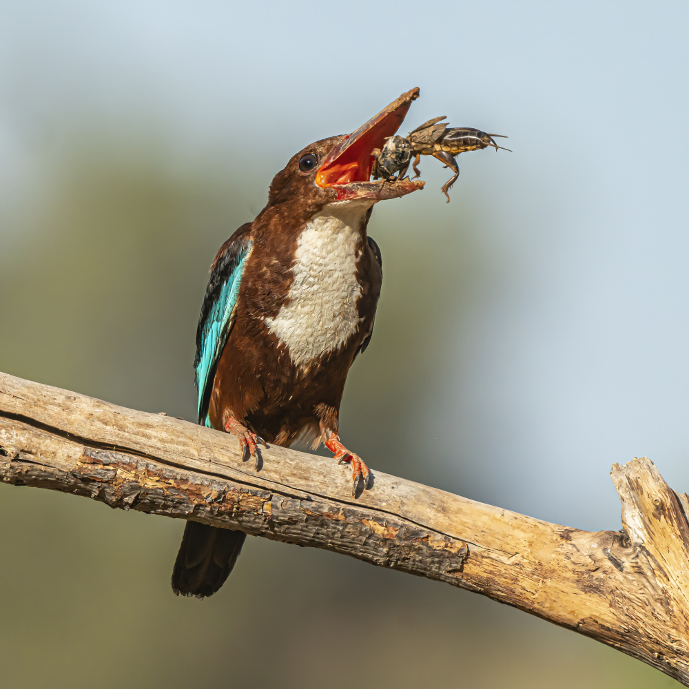 White-throated kingfisher de Boris Lichtman