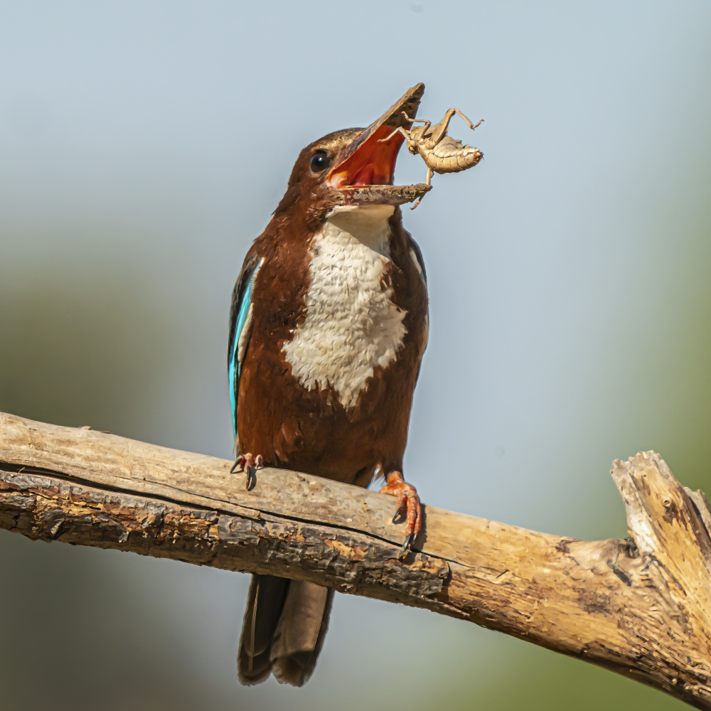 White-throated kingfisher de Boris Lichtman