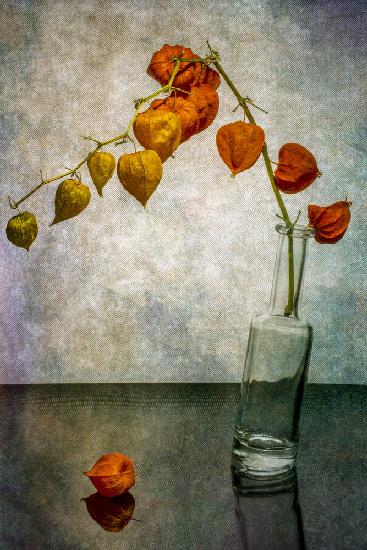 Still life with a branch of Physalis in a slanted bottle