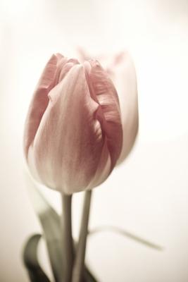 Tulip de Brigitte Götz