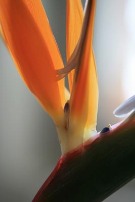 Stelizie orange Paradiesvogelblume de Brita Stein