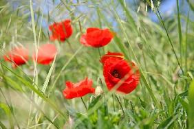 Mohn und Gräser