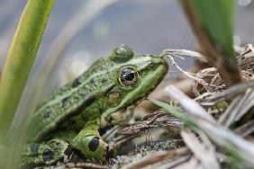 Teichfrosch