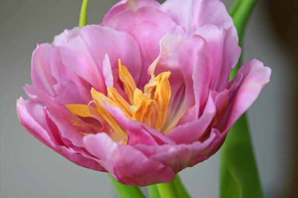 Tulpe rosa de Brita Stein