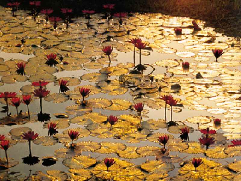 Lotus Pond de Bruno Baumann